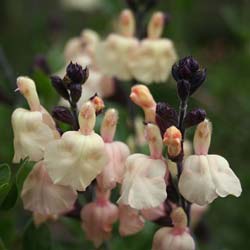 Sauge blanche Melen / Salvia x jamensis 'Melen'